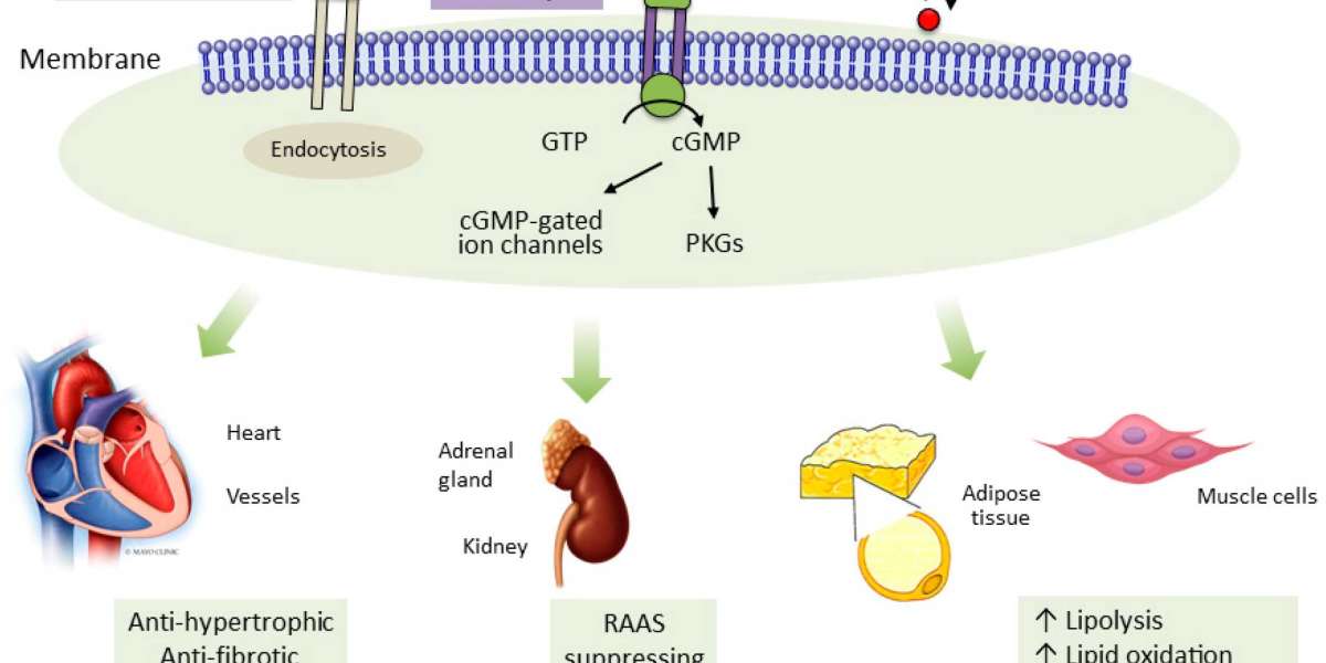 Anti-Neprilysin Market Analysis: Mapping Cardiorenal Trends