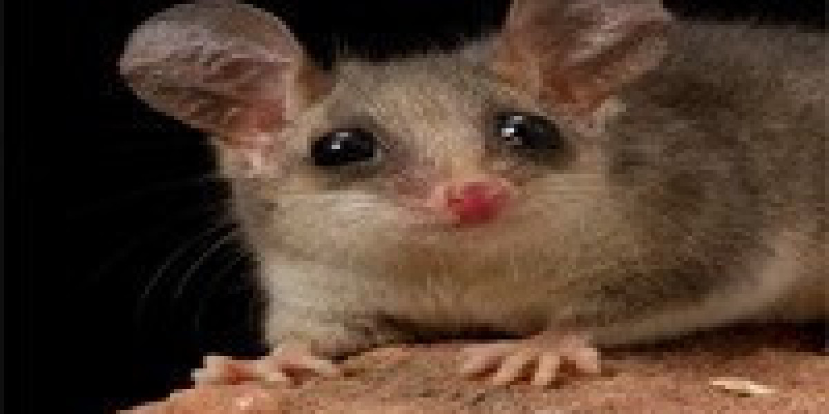 Safe and Humane Possum Removal Solutions for Melbourne Properties